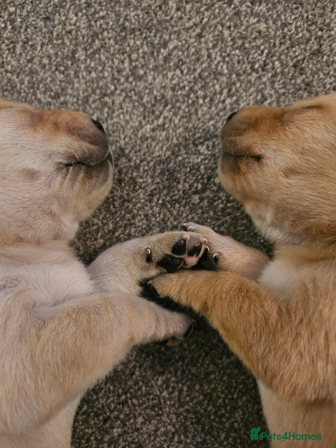 Labrador Retriever dogs for sale: Beautiful boy Labrador retriever  - Advert 6