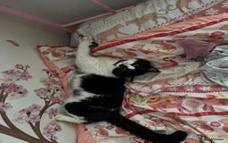 Domestic Shorthair cats for sale: Male cat - Image 1