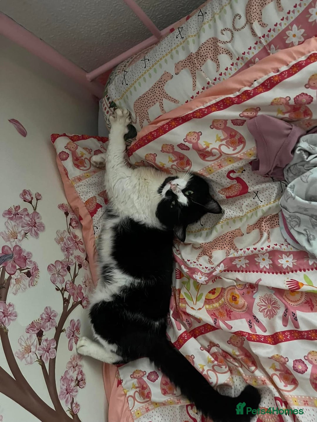 Domestic Shorthair cats for sale: Male cat - Image 1