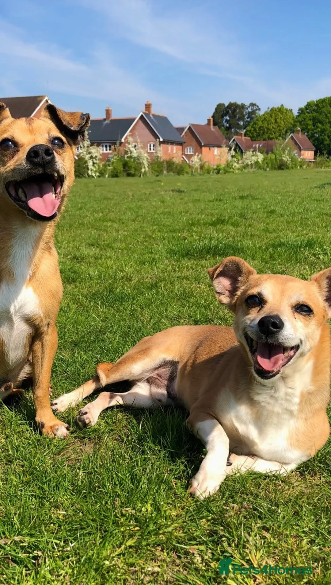 Jack Chi dogs for sale: (Free) Home needed for my dog Rocco - Advert 2