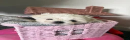 Maltese dogs for sale: Tiny KC Korean Maltese Puppies🩷🩵 - Advert 4