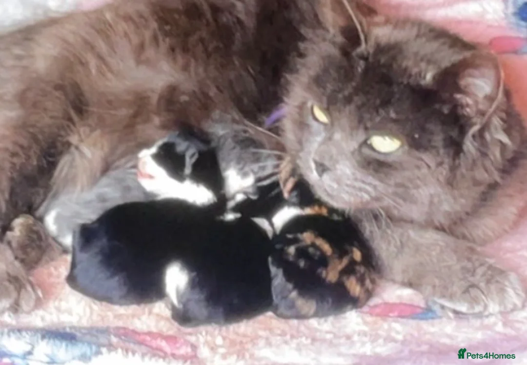 Mixed Breed cats for sale: Kittens ✨ in Romsey - Advert 3