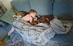 Dachshund dogs for sale: 3yr old male dashy needs experienced owner - Image 10