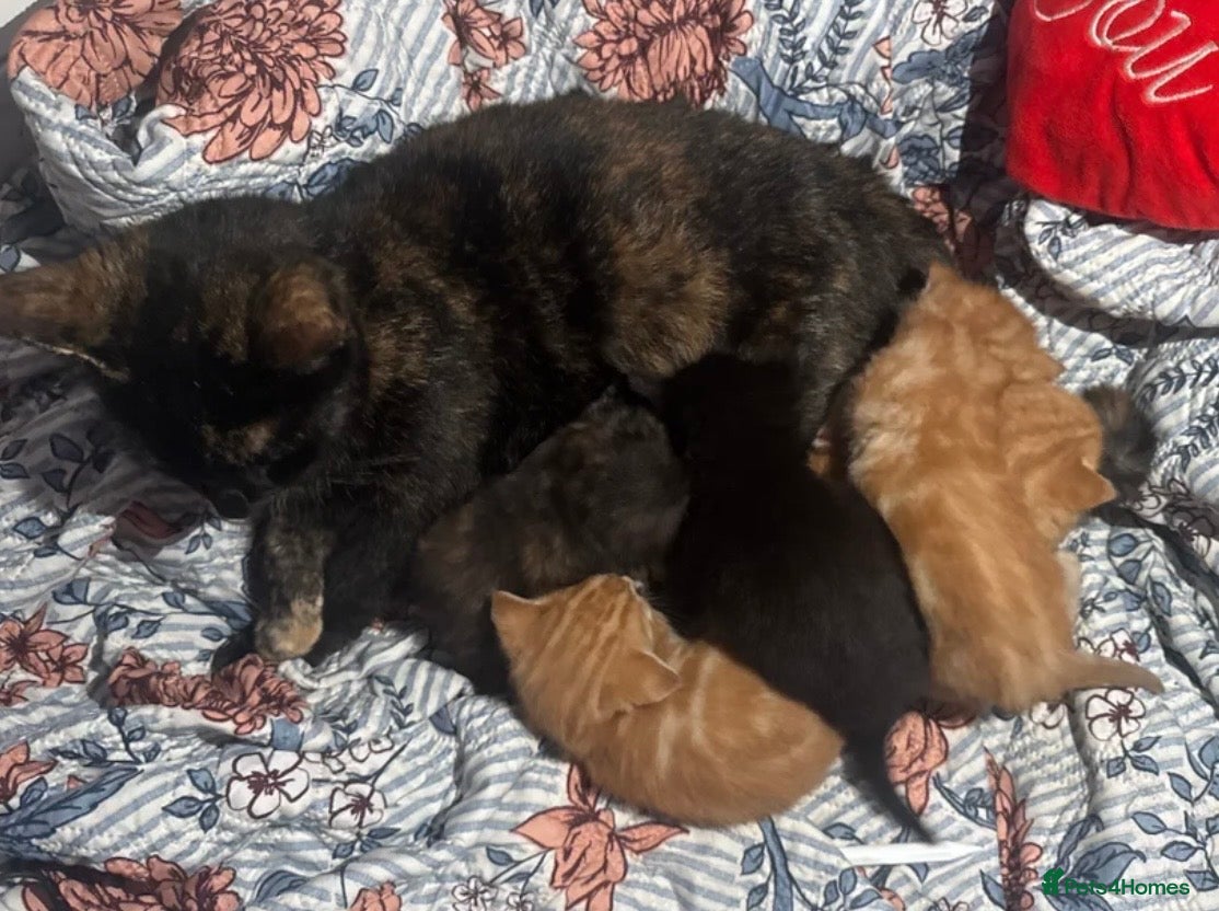Mixed Breed cats 4 beautiful kittens  - Advert 3