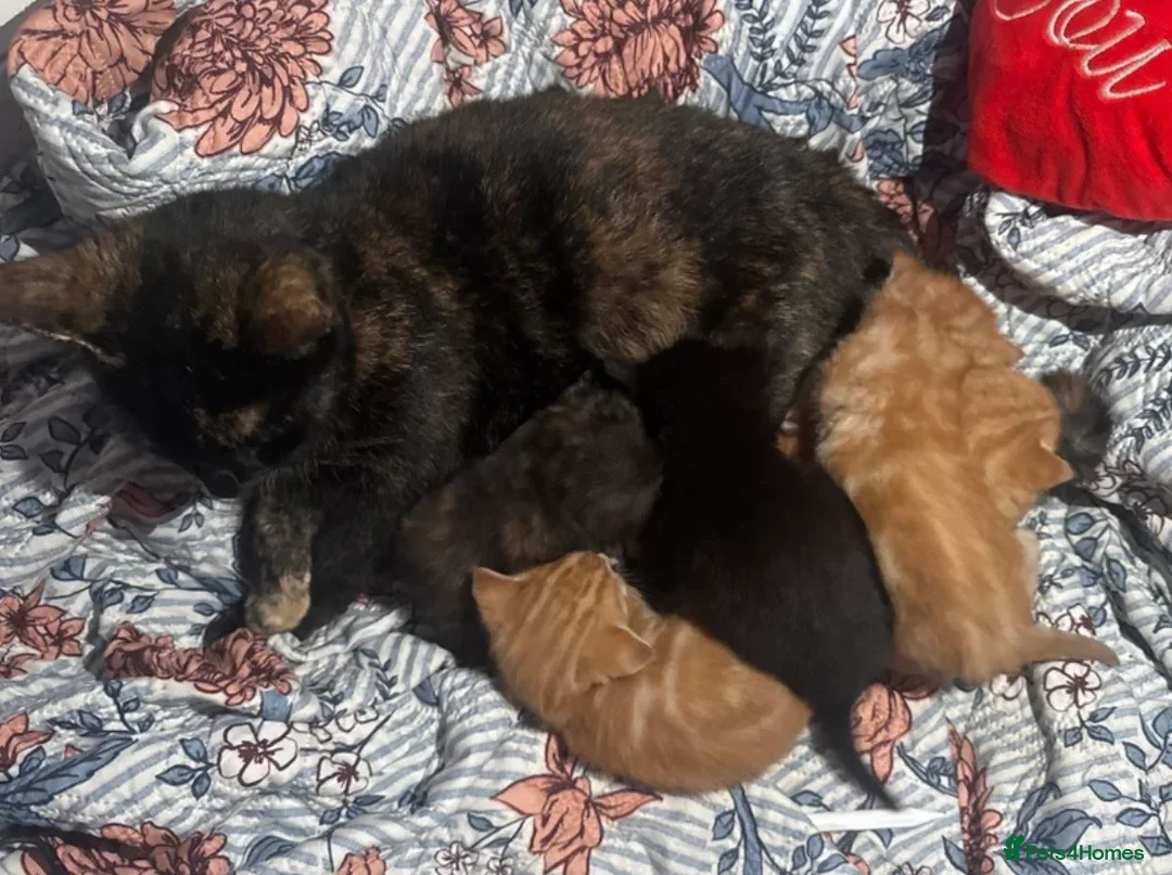 Mixed Breed cats for sale: 4 beautiful kittens  - Advert 1
