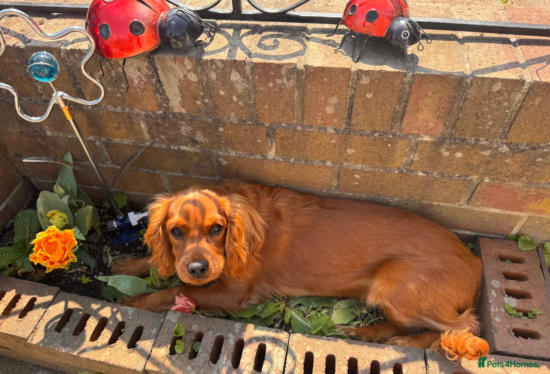 Cavalier King Charles Spaniel dogs for sale: Female KC Cavallier - Advert 5
