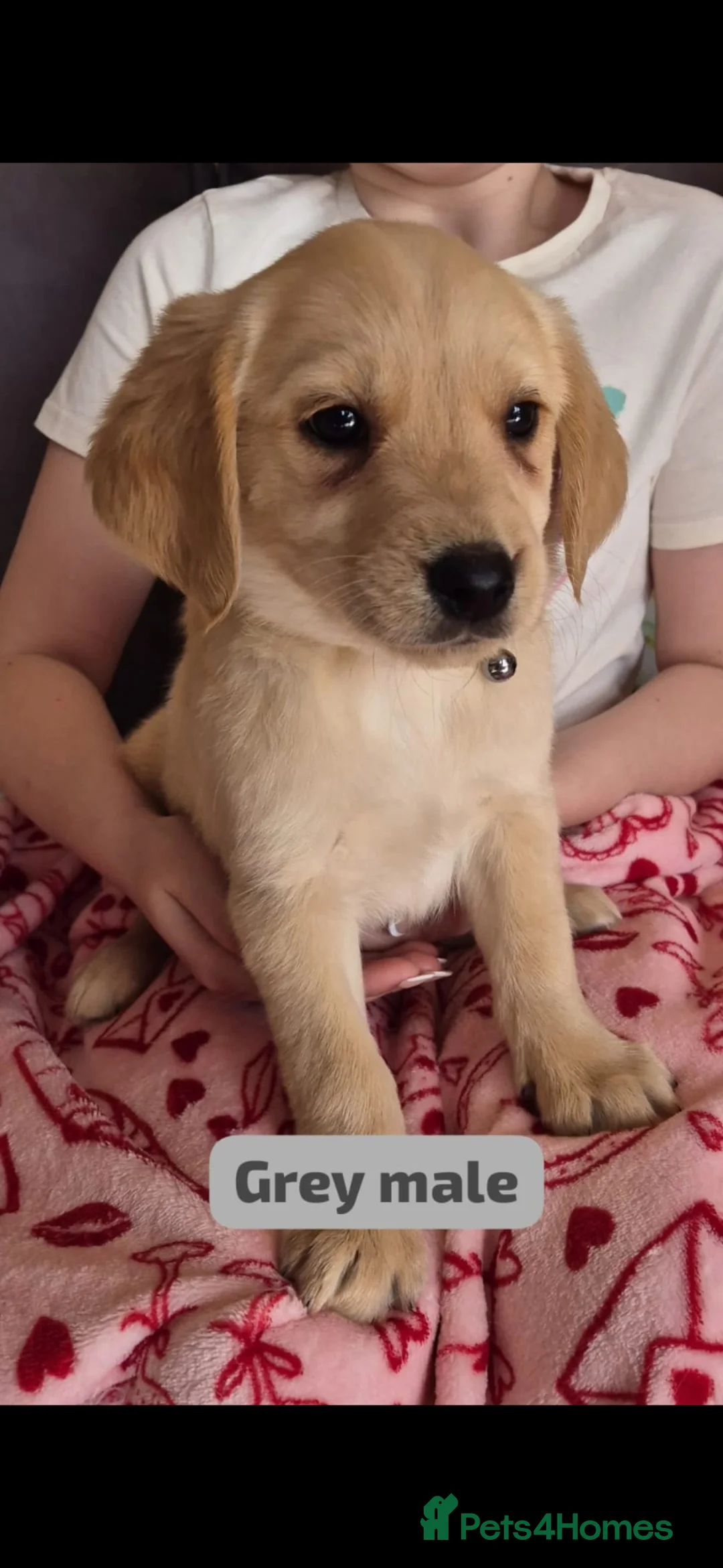 Goldador dogs for sale: Golden retriever / labrador retrieval puppies  - Advert 2