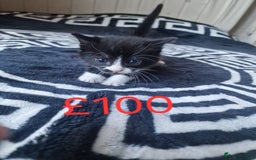 Mixed Breed cats for sale: Stunning kittens starting st £100 - Image 7