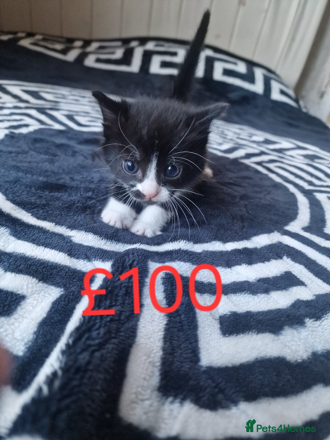 Mixed Breed cats for sale: Stunning kittens starting st £100 - Image 7
