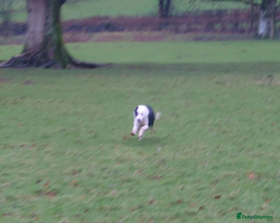 Border Collie dogs for sale: Border collie female for sale  - Advert 5