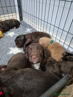 Cocker Spaniel dogs Cocker Spaniel Puppies, ready 22nd Dec! - Advert 11