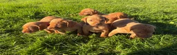 Labrador Retriever dogs for sale: Kc fox red Labrador puppy’s  - Advert 9