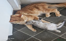 Ragcoon cats for sale: Mainecoon x Ragdoll kittens - Image 13