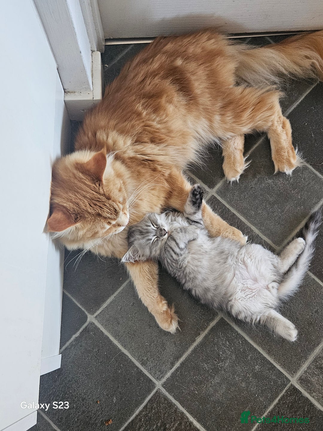 Ragcoon cats for sale: Mainecoon x Ragdoll kittens - Image 13