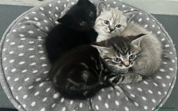 Birman cats for sale: Beautiful pedigree kittens for sale  - Image 9