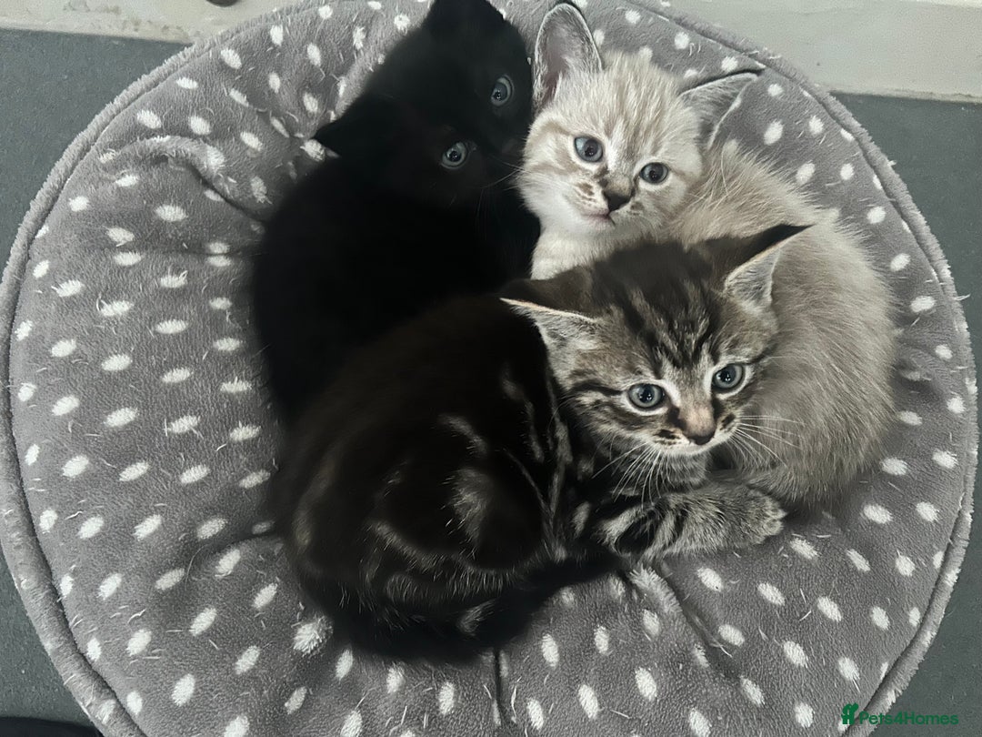 Birman cats for sale: Beautiful pedigree kittens for sale  - Image 9