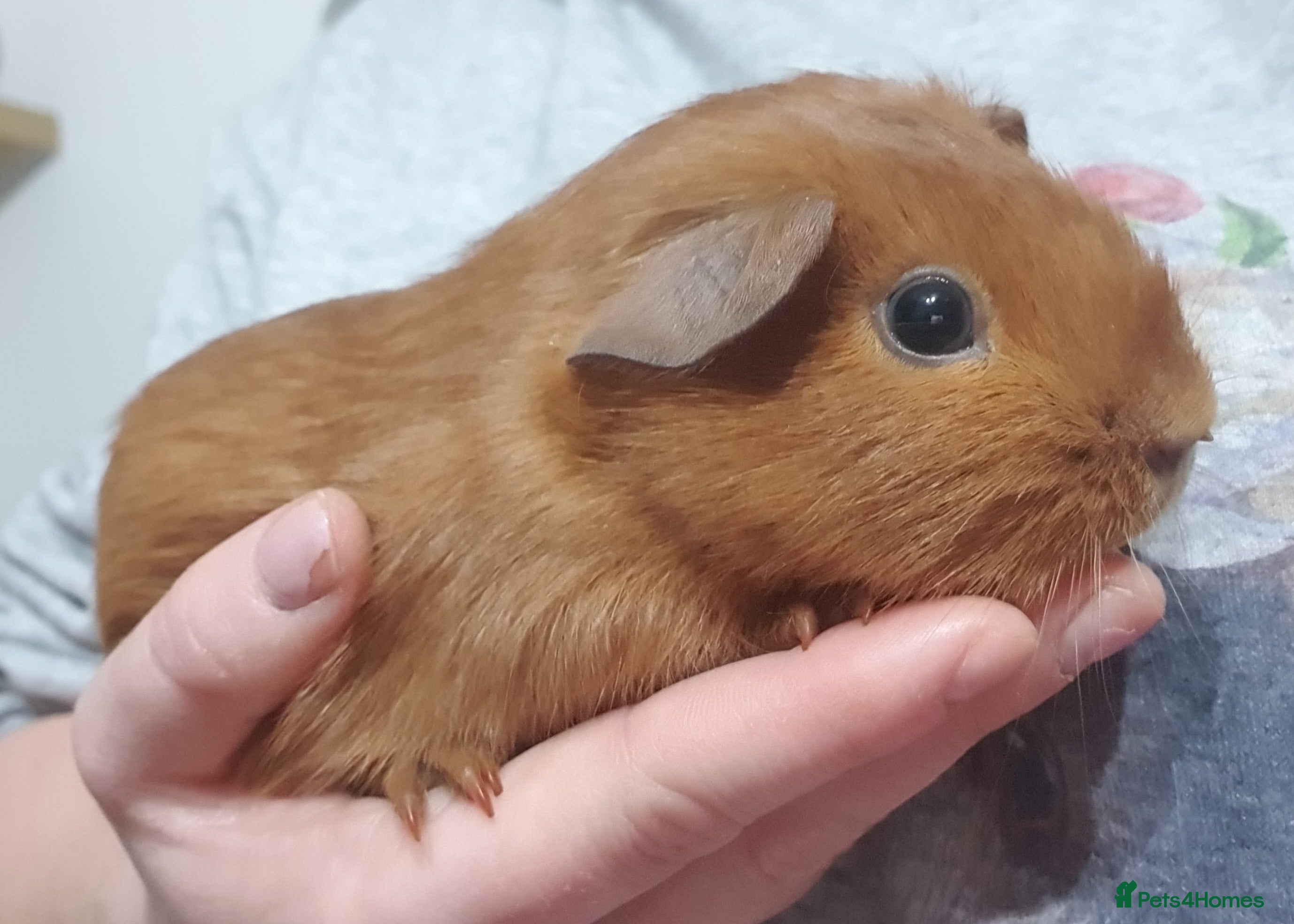 Guinea Pig rodents guinea pigs  - Advert 12