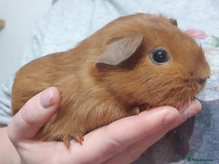 Guinea Pig rodents guinea pigs - Advert 14