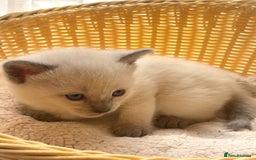 Siamese cats for sale: Beautiful Siamese  kittens  - Image 3