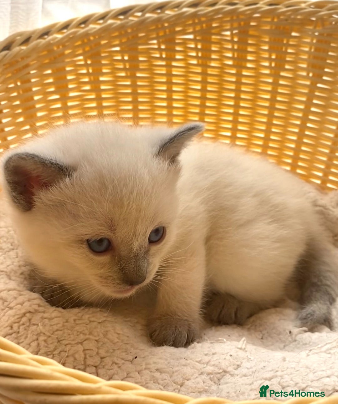 Siamese cats for sale: Beautiful Siamese  kittens  - Image 3