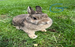Netherland Dwarf rabbits for sale: Netherland Dwarf Rabbits For Sale  - Image 8