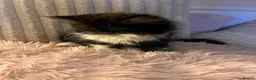 Persian cats for sale: 2 Gorgeous Persians Left - Advert 4