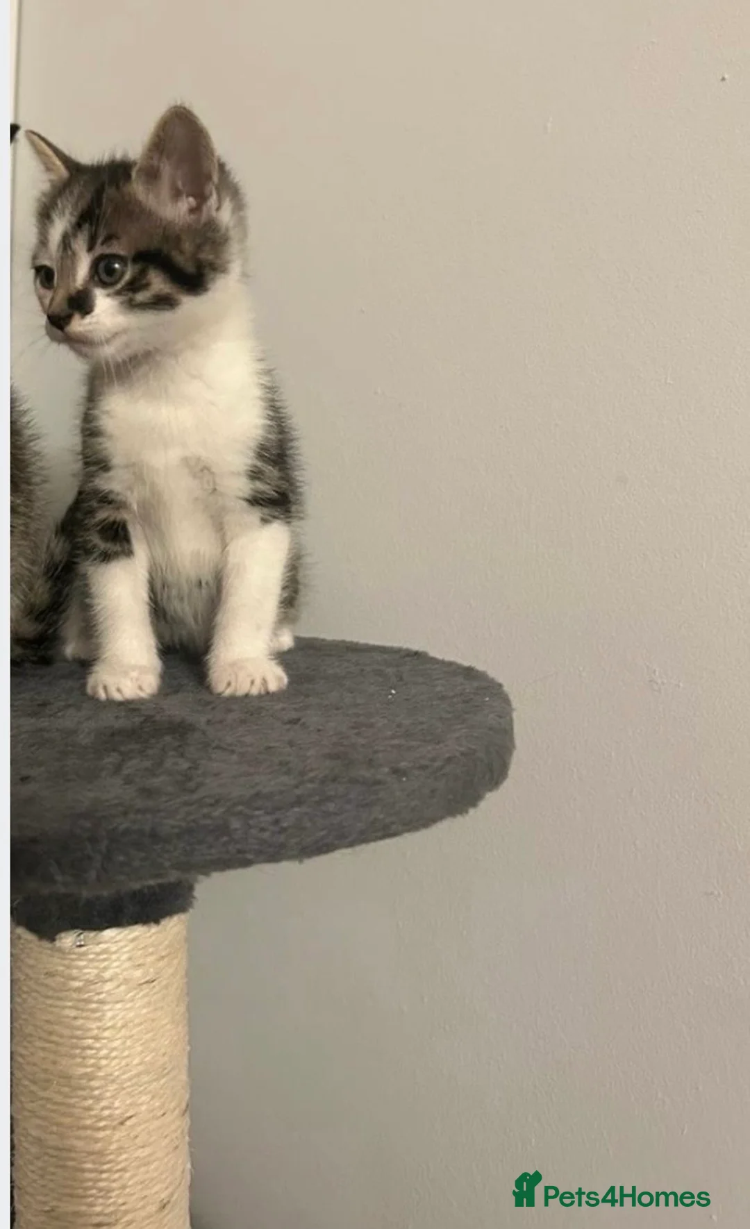 Mixed Breed cats for sale: Variety of 5 beautiful kittens 🐱  - Advert 11