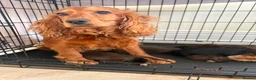 Cocker Spaniel dogs for sale: Beautiful show cocker spaniel puppies - Advert 10