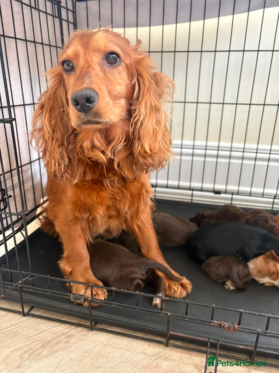 Cocker Spaniel dogs for sale: Beautiful show cocker spaniel puppies - Advert 10