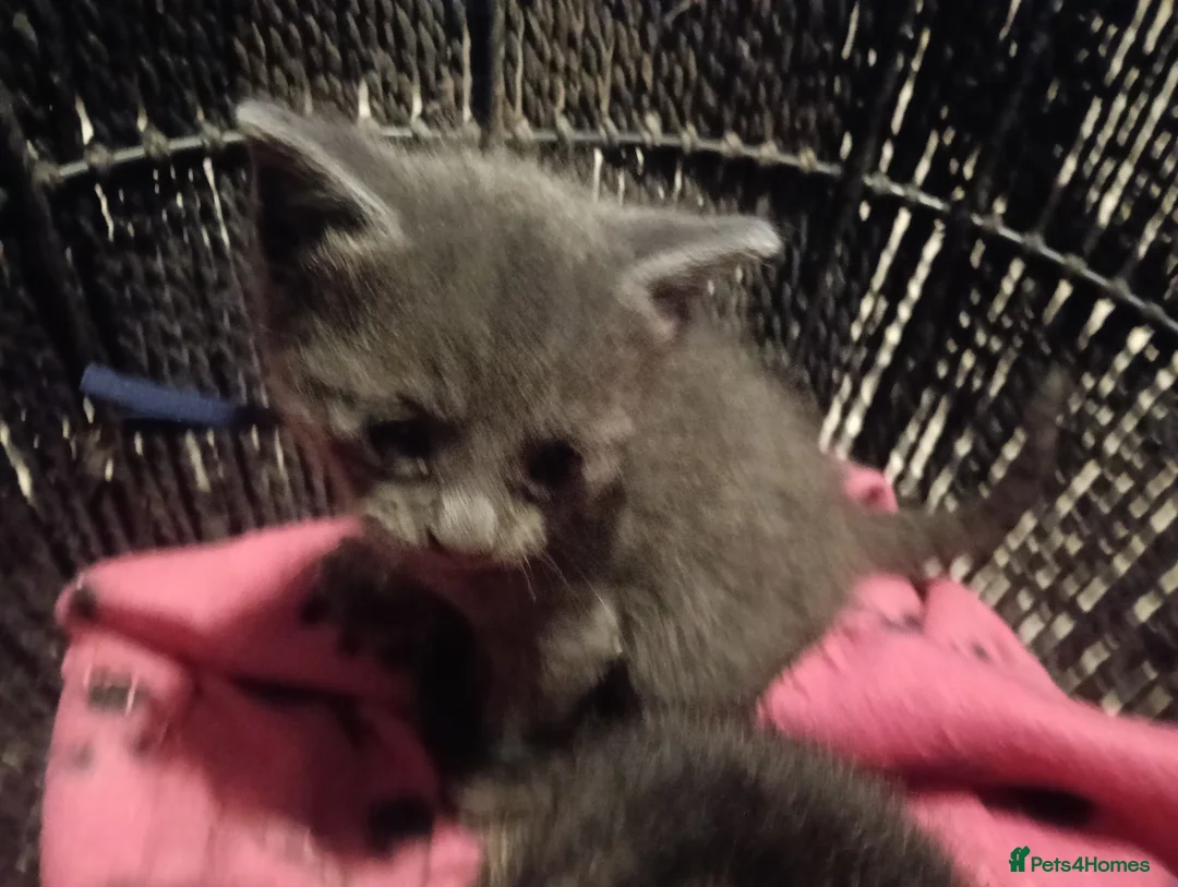 Mixed Breed cats for sale: Beautiful grey/tabby kittens - Advert 13