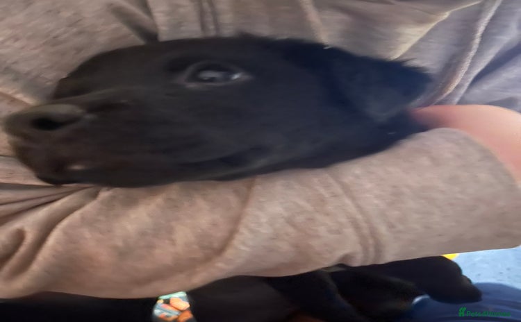 Labrador Retriever dogs - Advert 10