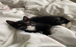 Mixed Breed cats for sale: Tuxedo Tabby kittens  - Image 5