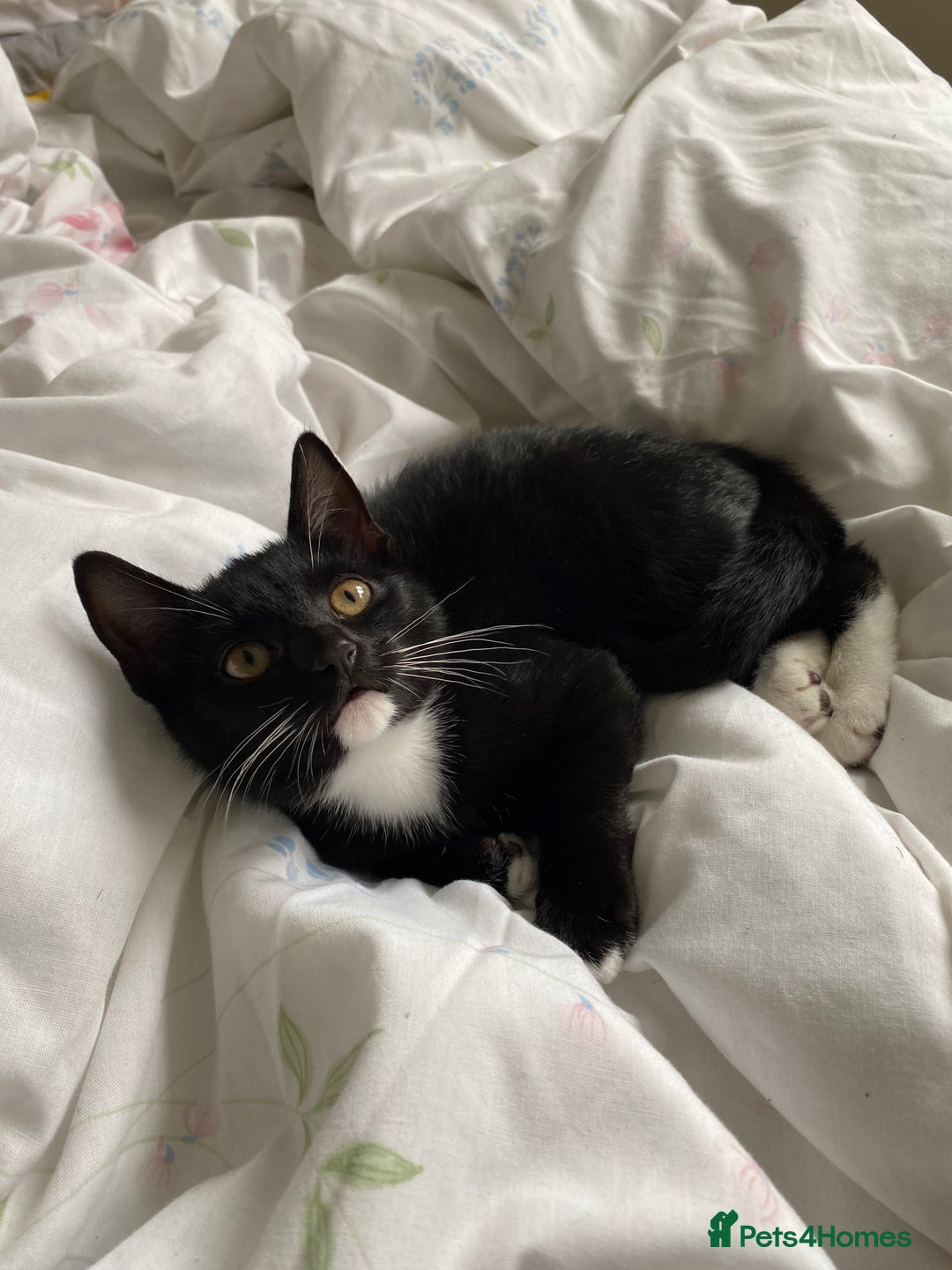 Mixed Breed cats for sale: Tuxedo Tabby kittens  - Image 5