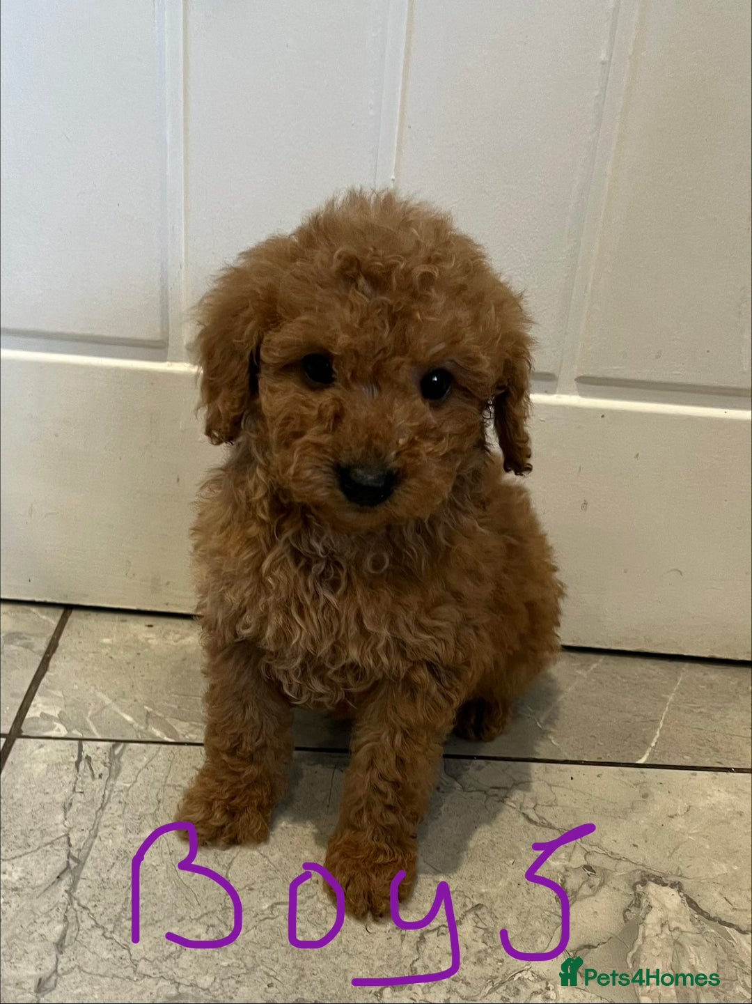 Miniature Poodle dogs for sale: Minature poodles (PRA Clear) - Advert 6