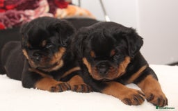 Rottweiler dogs for sale: Exceptional Rottweiler Puppies - Advert 14