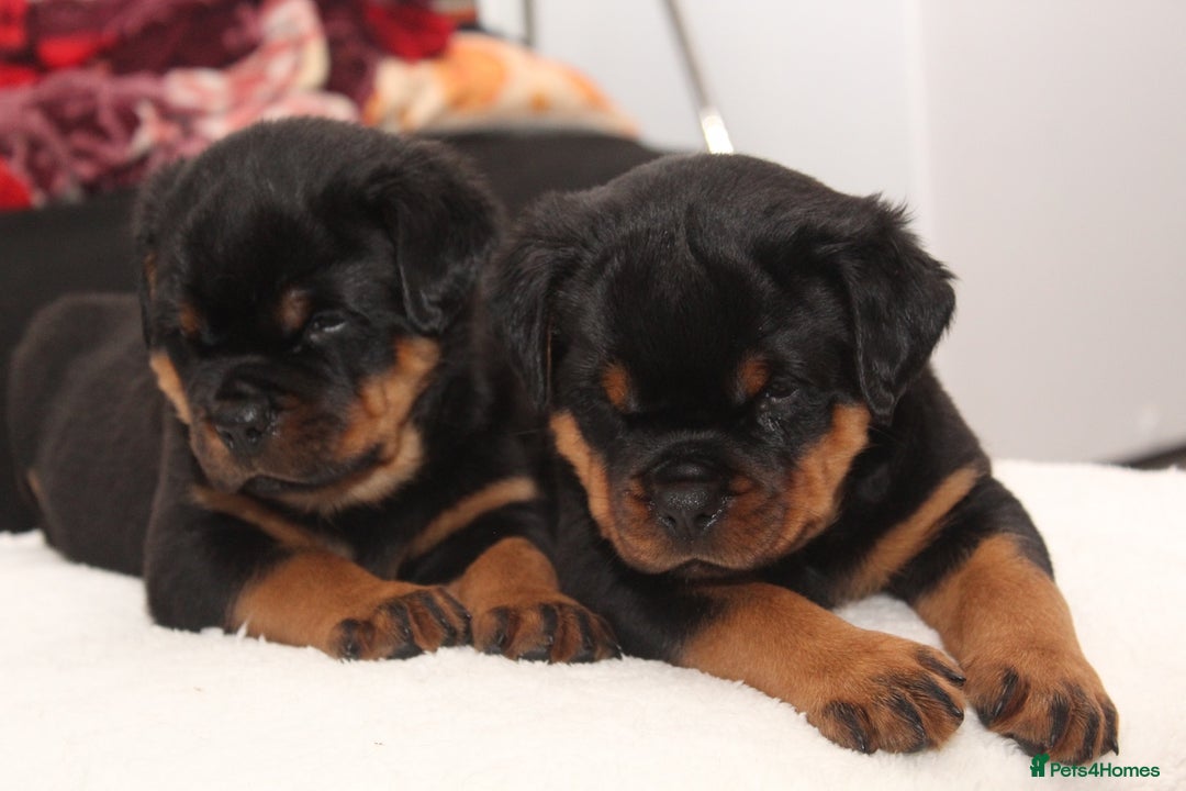 Rottweiler dogs for sale: Exceptional Rottweiler Puppies - Advert 14