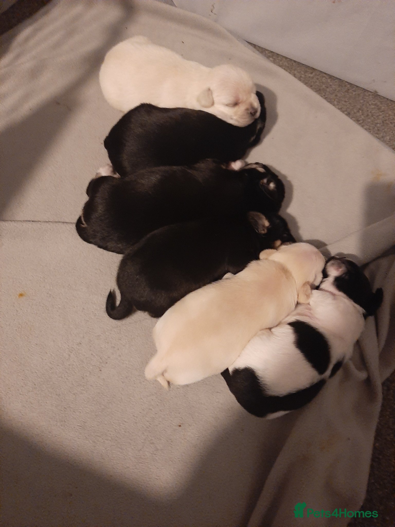 Mixed Breed dogs french bulldog hybrid  - Advert 18