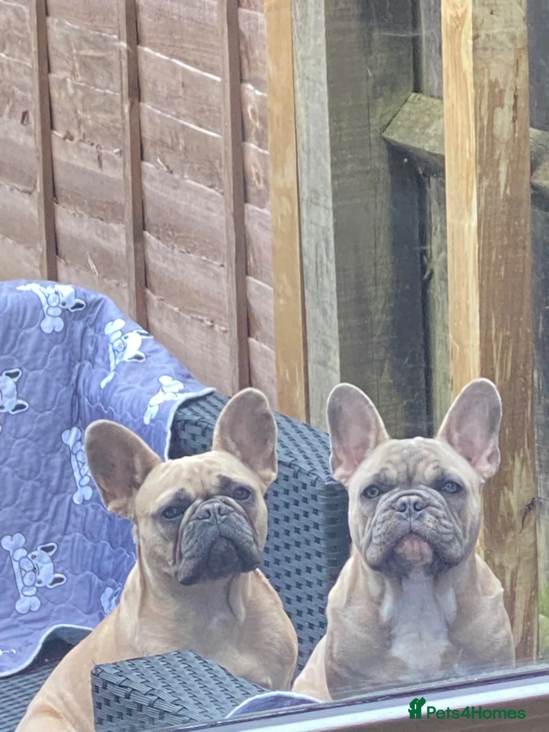 French Bulldog dogs for sale:     Blue Fawn French Bulldog Puppies Expected07/26 in Milton Keynes - Advert 1