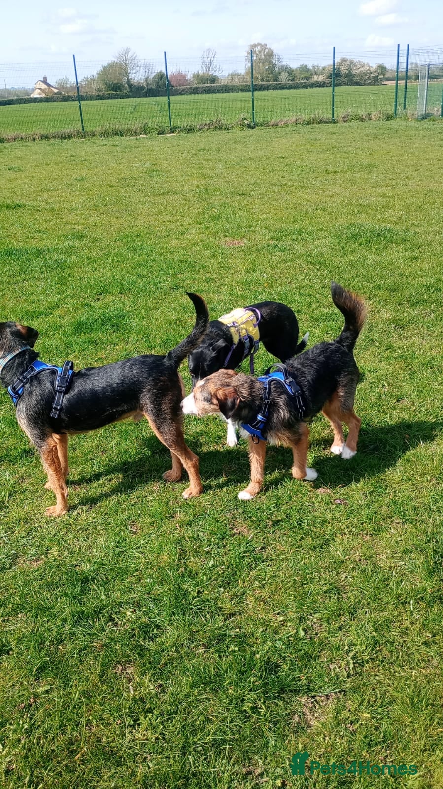 Mixed Breed dogs for sale: Ronnie & Reggie   - Advert 14