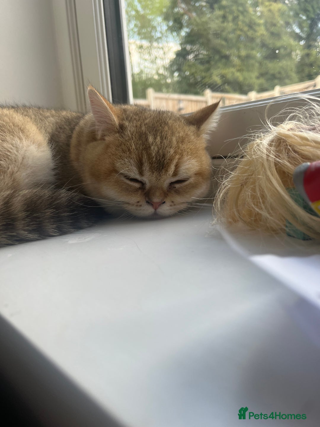 British Shorthair cats for sale: Male British shorthair  - Advert 4