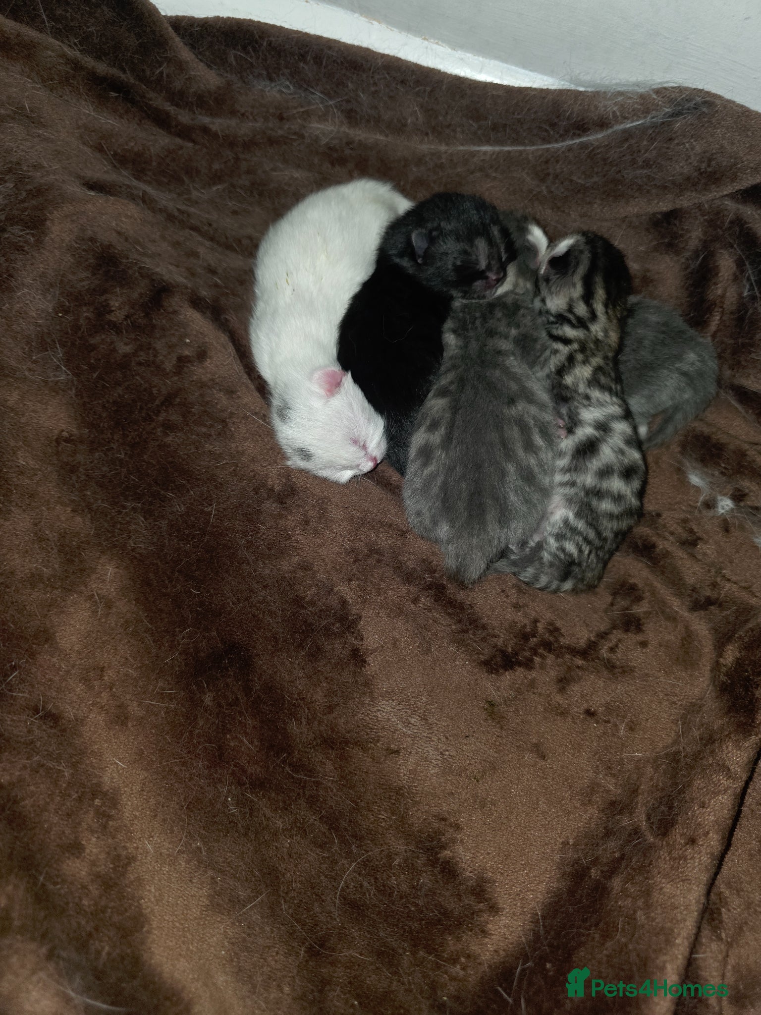 Turkish Angora cats for sale: Turkish angora cross  - Advert 13