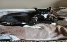 Mixed Breed cats for sale: 2 tabby boys looking for there forever home  - Image 2
