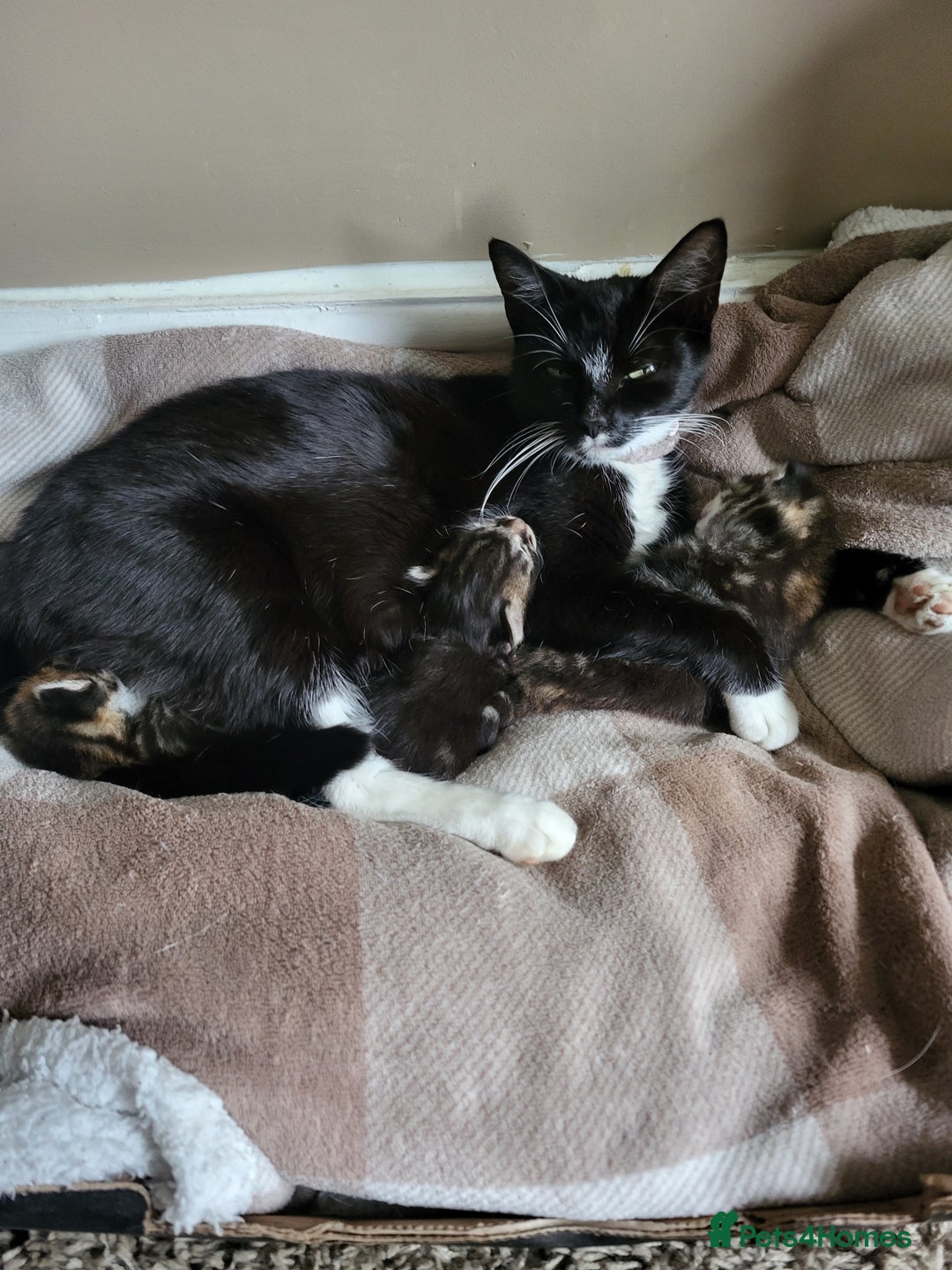 Mixed Breed cats for sale: 2 tabby boys looking for there forever home  - Image 2