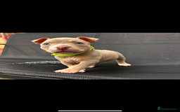 American Bully dogs for sale: Pocket bully female  - Image 3