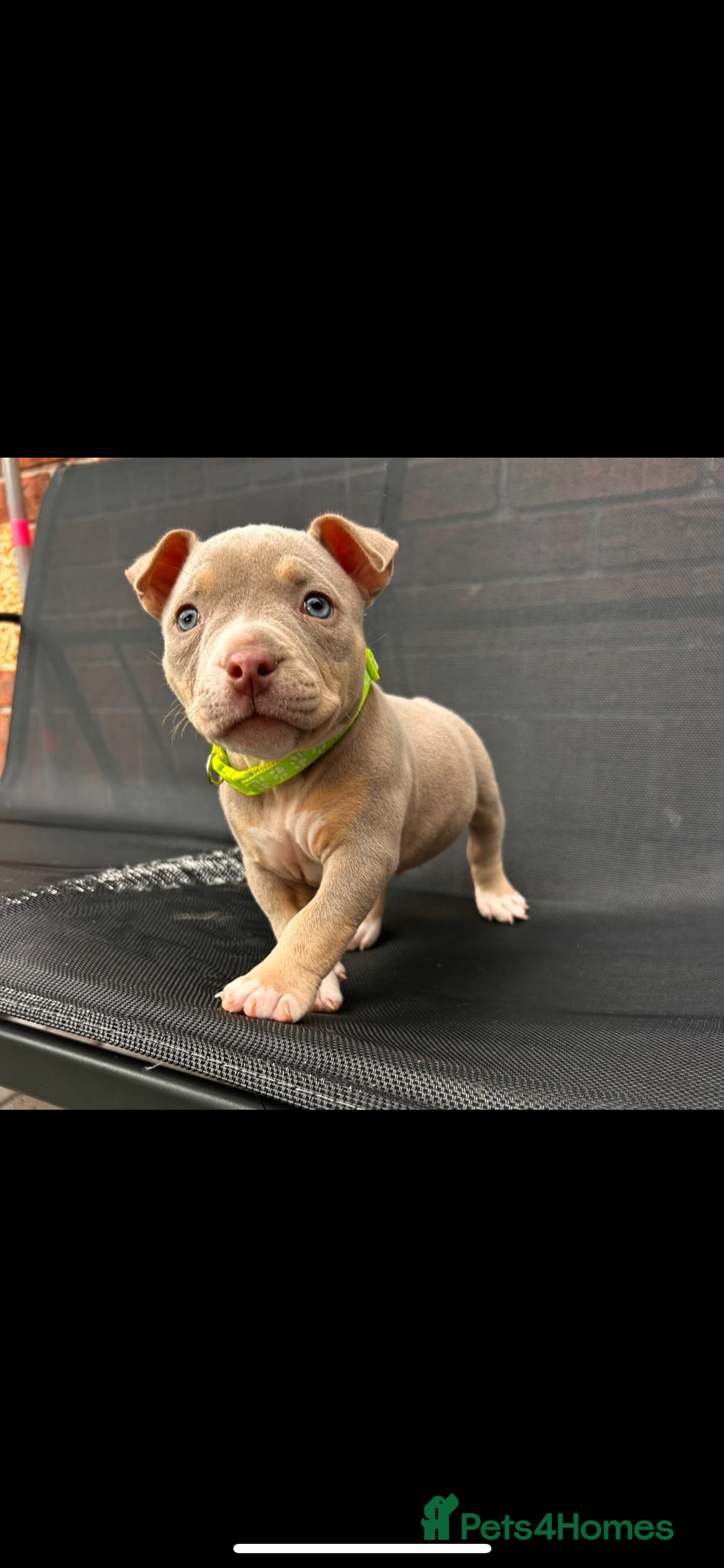 American Bully dogs for sale: Pocket bully female  - Image 3