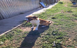 Mixed Breed dogs for adoption: BENNY - a faithful dog for a Loving Home - Image 27