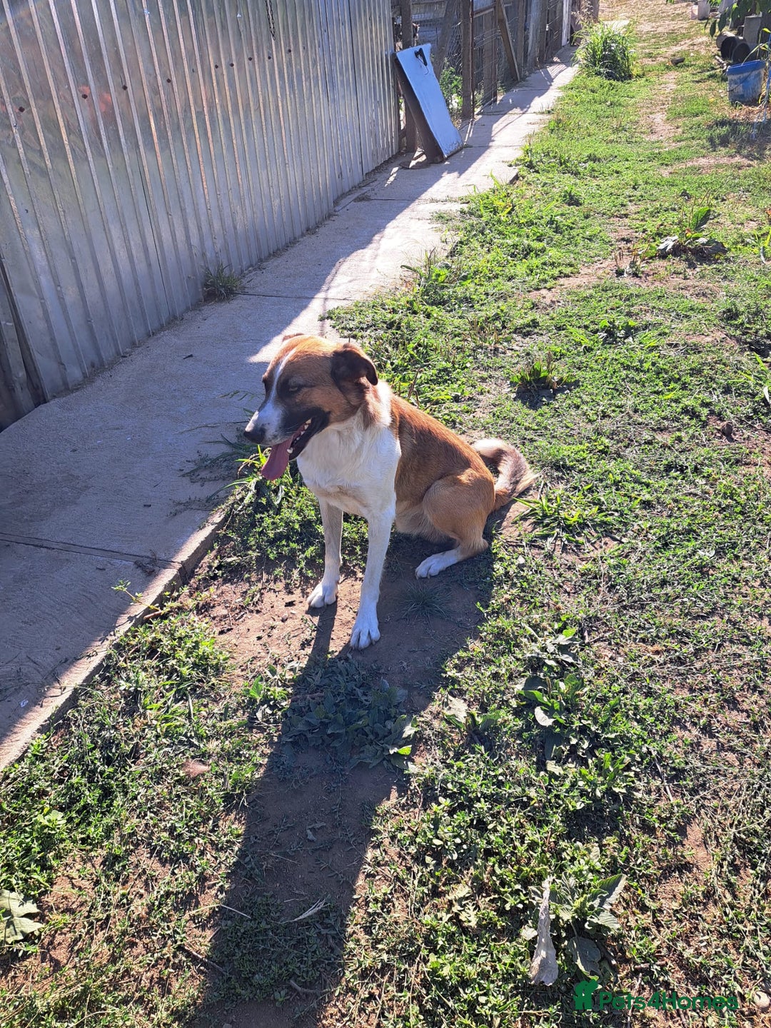 Mixed Breed dogs for adoption: BENNY - a faithful dog for a Loving Home - Image 27