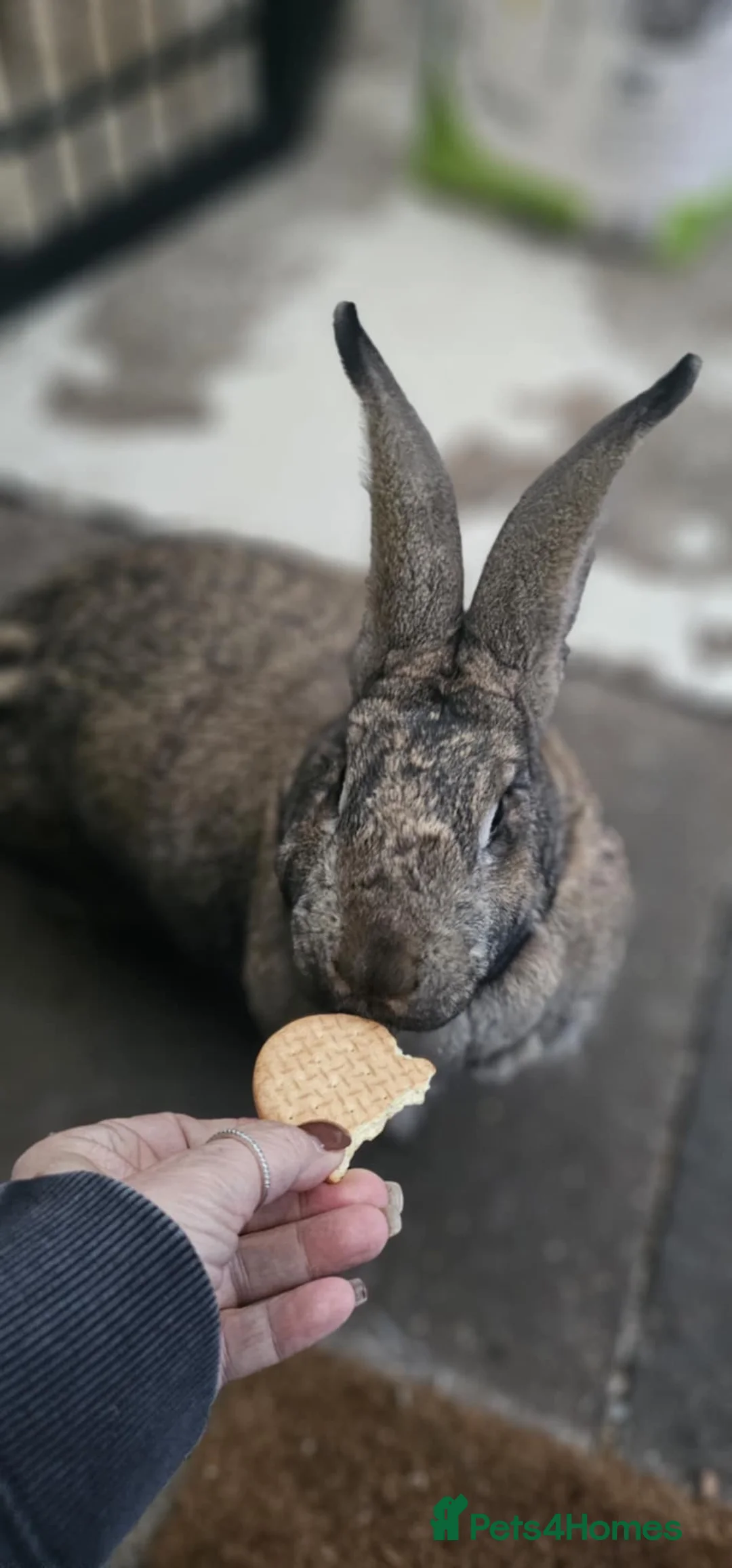 Continental Giant rabbits for sale: Giant Continental  - Advert 4