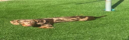 Dachshund dogs for sale: Rolo  - Advert 2