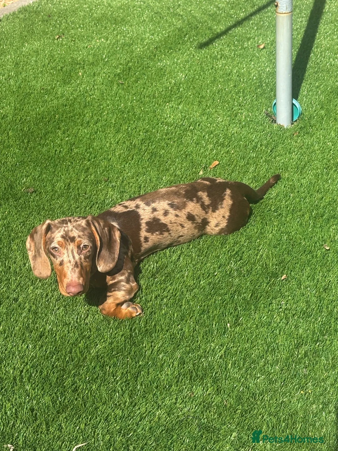 Dachshund dogs for sale: Rolo  - Advert 2